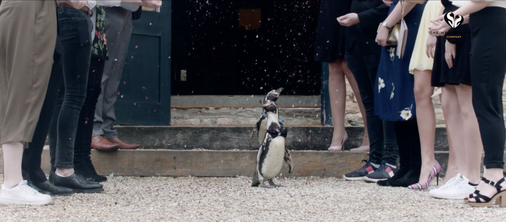 From Zoo to marriage ceremony - Gay penguins